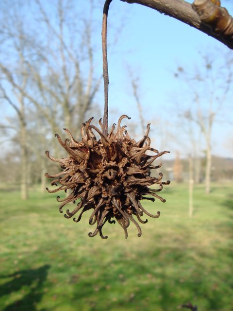Liquidambar styraciflua fruit